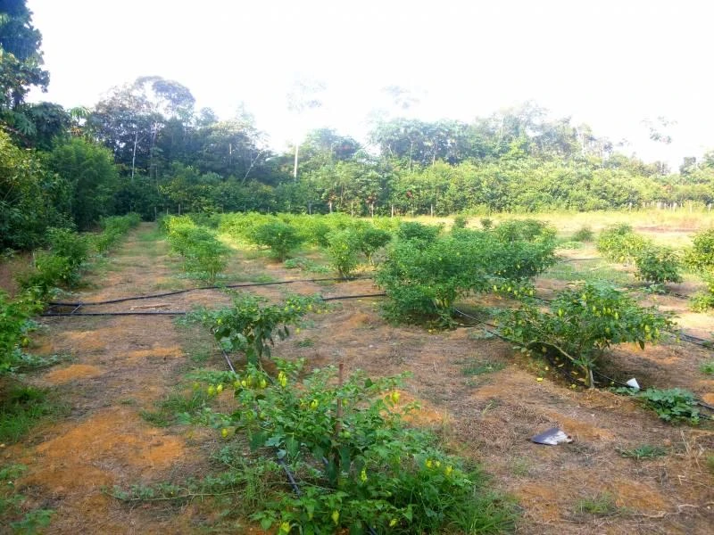 Sítio com 4 dormitórios à venda, 1200000 m² por RS 500.000,00 - Centro - Presidente Figueiredo-AM