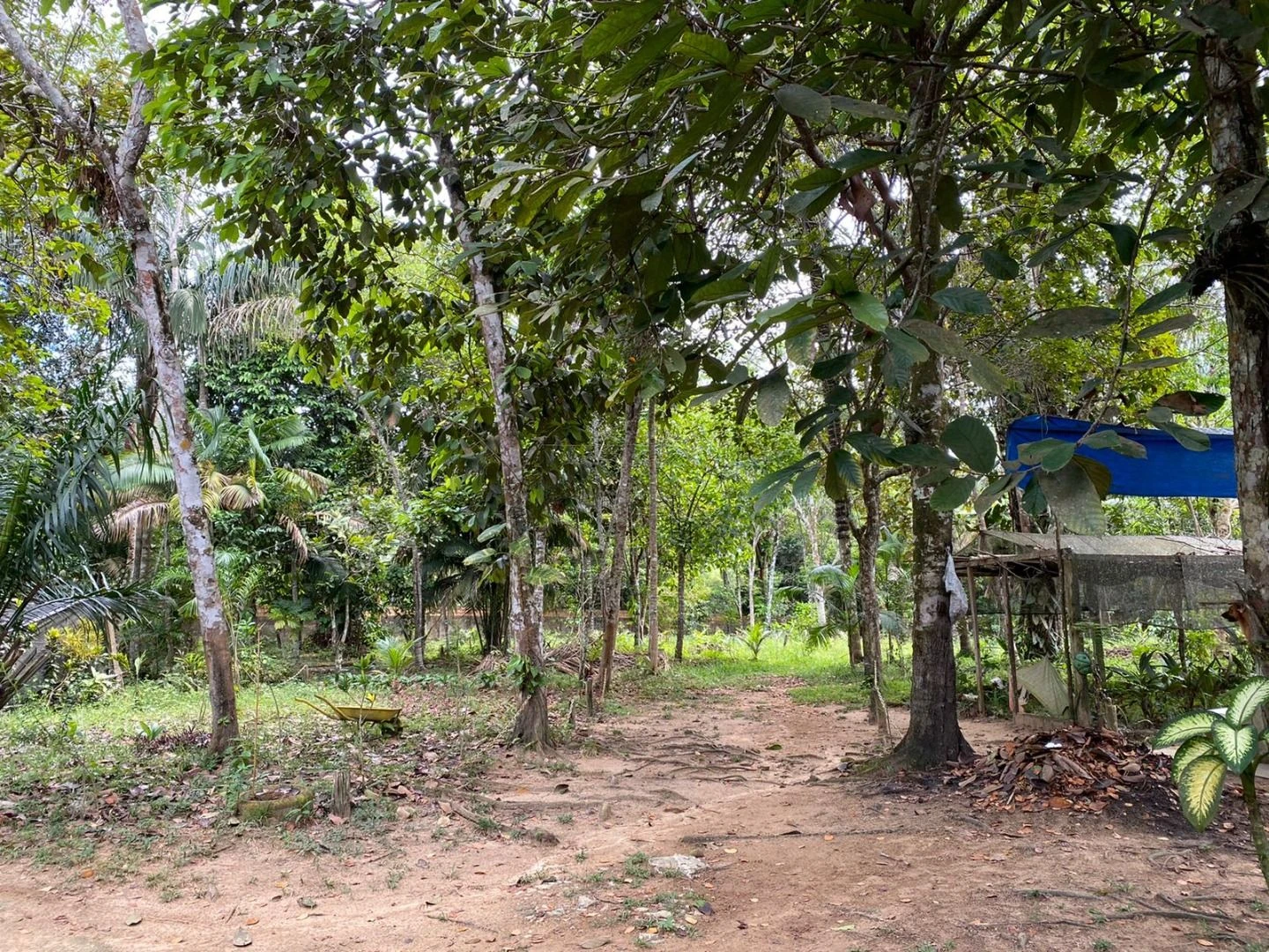Sítio com 1 dormitório à venda, 5000 m² por RS 600.000 - Área Rural - Manaus-AM
