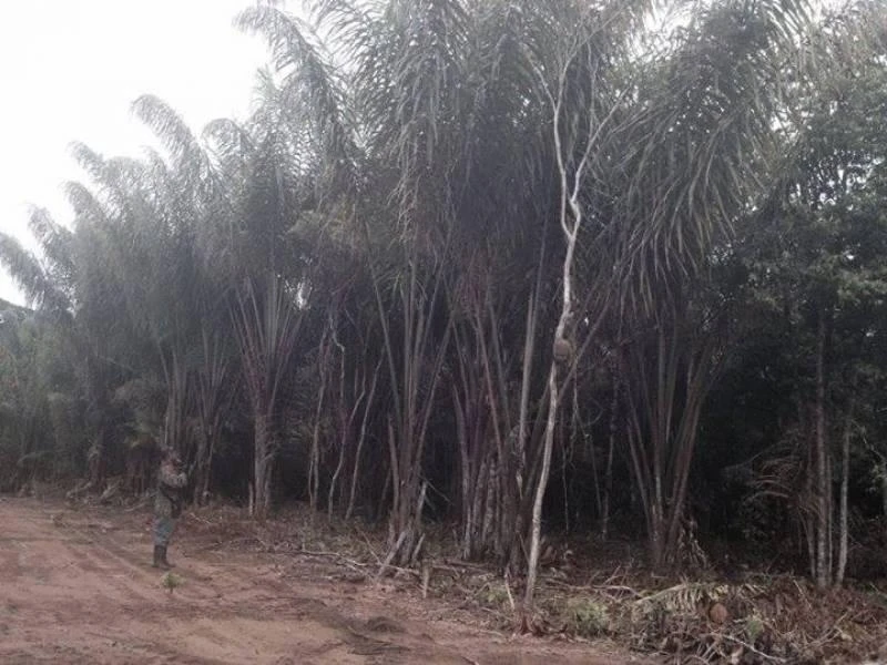 Terreno à venda, 1000 m² por RS 250.000,00 - Zona Rural - Iranduba-AM